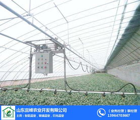 日光溫室骨架在現代化農業(yè)中的關鍵作用——以富峰農業(yè)為例